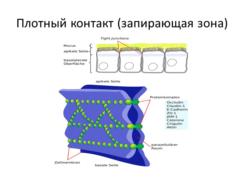 Плотный контакт (запирающая зона)